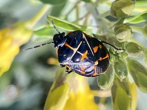 iNaturalist observation photo of Harlequin Bug