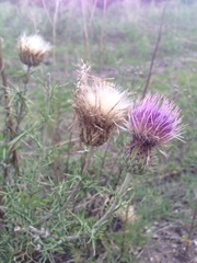 Cirsium durangense