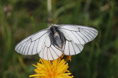 Parnassius stubbendorfii