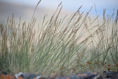 Poa glauca
