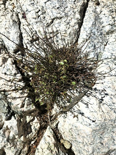 iNaturalist observation photo of California ayenia