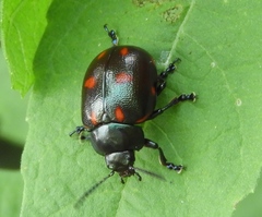 Leptinotarsa behrensi