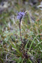 Saussurea angustifolia