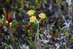 Bupleurum americanum