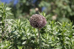 Allium commutatum