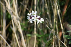 Silene repens