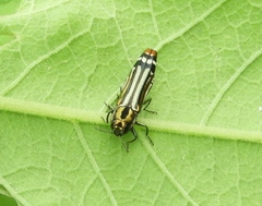 Agrilus catherinae