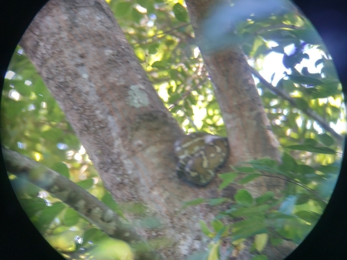 Coastal Carpet Python sighting