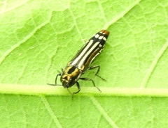 Agrilus catherinae