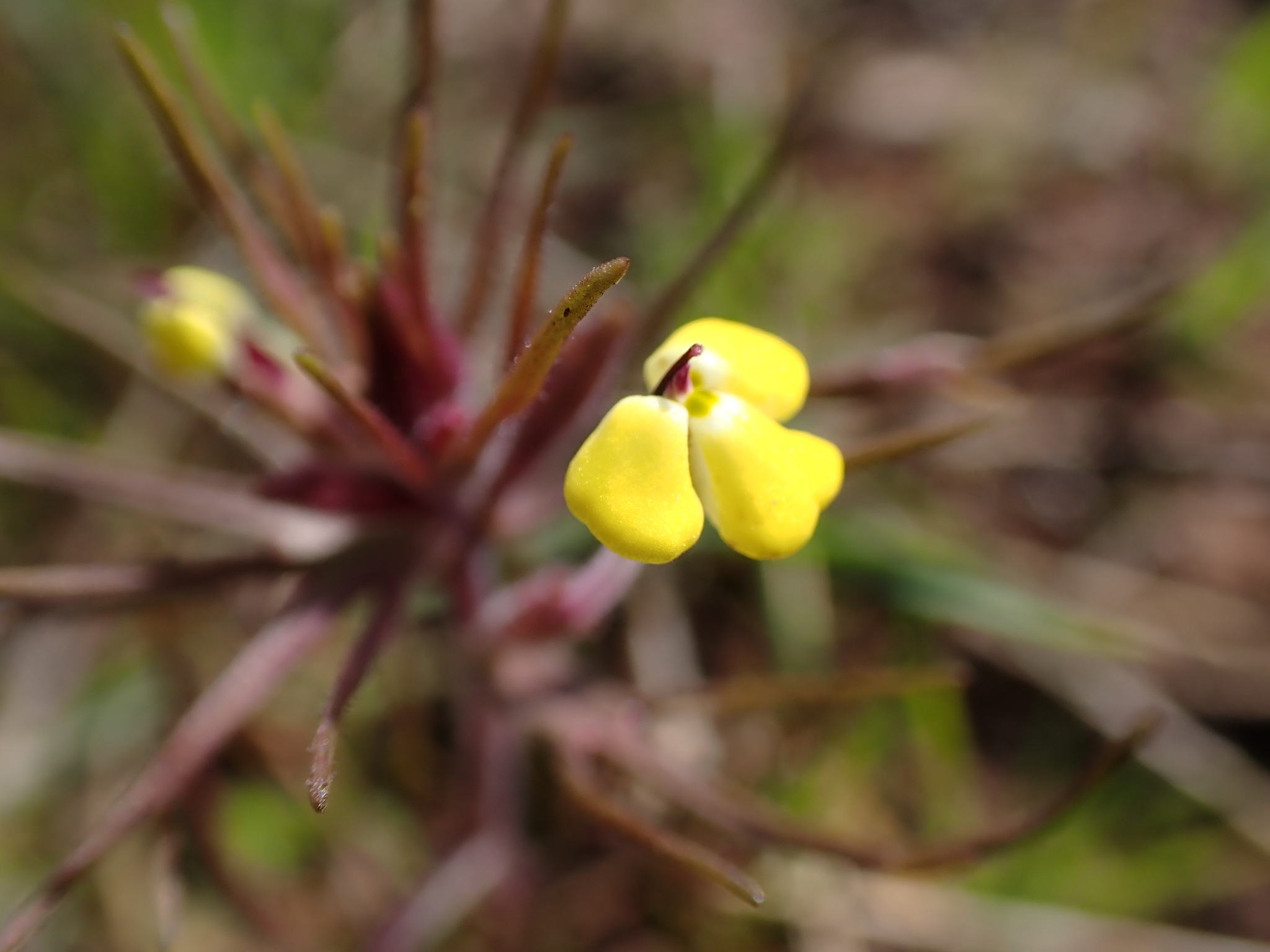 Triphysaria eriantha