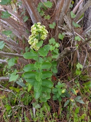 Asclepias tomentosa