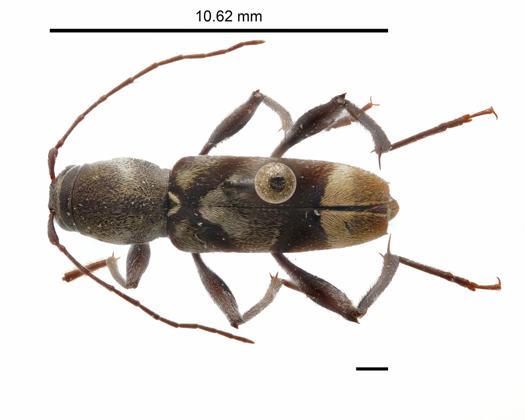 Neoclytus hoegei