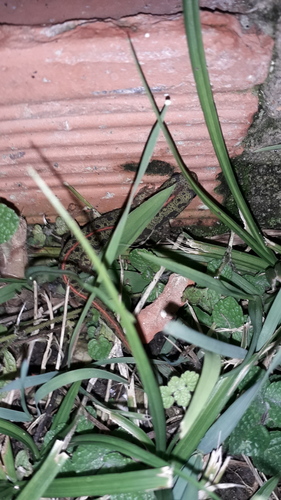 Lisbon pygmy newt, Aveiro, Portugal, photo 9 of 10