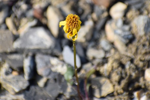 Image of Packera cymbalaria by (c) Syd Cannings, some rights reserved (CC BY)