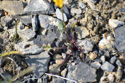 Image of Packera cymbalaria by (c) Syd Cannings, some rights reserved (CC BY)