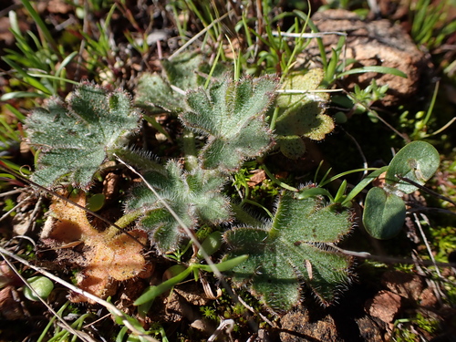 Hansen's Larkspur foliage