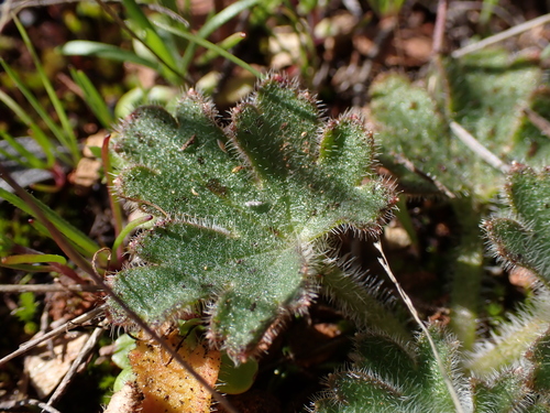 Image of Delphinium hansenii by (c) Ryan Donnelly, some rights reserved (CC BY)