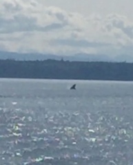 Megaptera novaeangliae