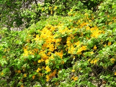 Adenocalymma inundatum