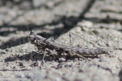 Litaneutria skinneri