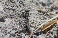 Litaneutria skinneri