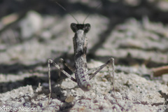 Litaneutria skinneri