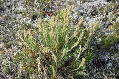 Oxytropis borealis