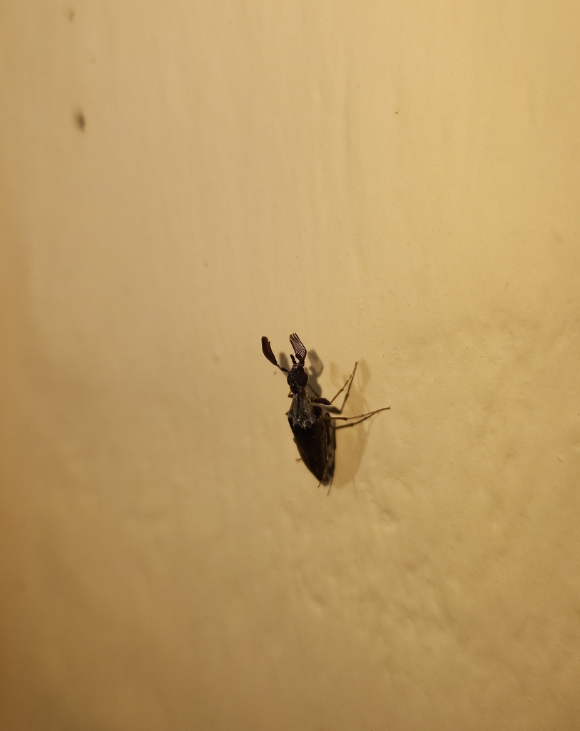 Ancholaemus