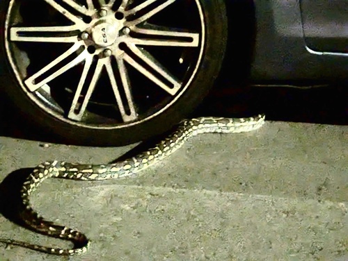 Coastal Carpet Python sighting