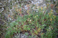 Potentilla biflora