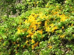 Adenocalymma inundatum