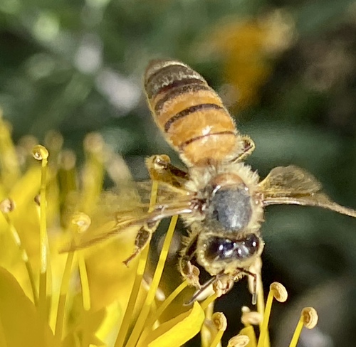 iNaturalist observation photo of Western Honey Bee