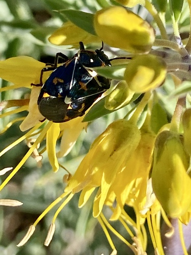 iNaturalist observation photo of Harlequin Bug