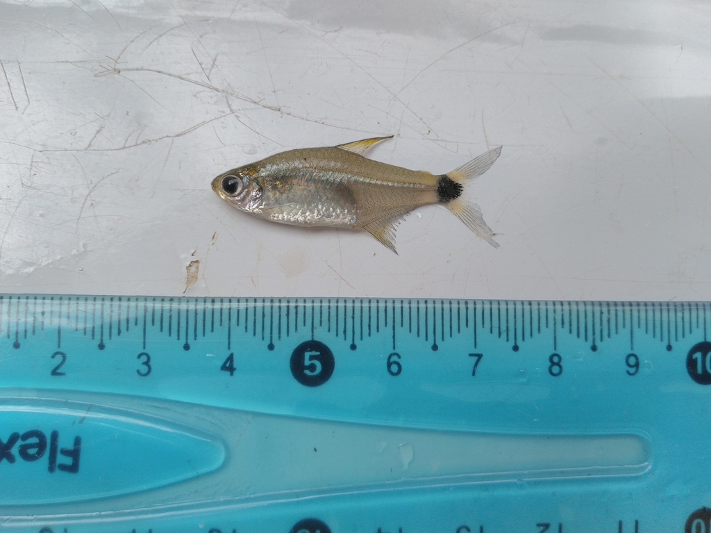 Hemigrammus tridens