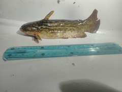 Wood Catfish photo 1