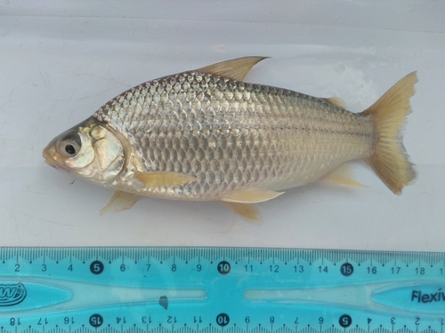 Rugvlek-curimata (Curimatella dorsalis) — Curimatidae — 5