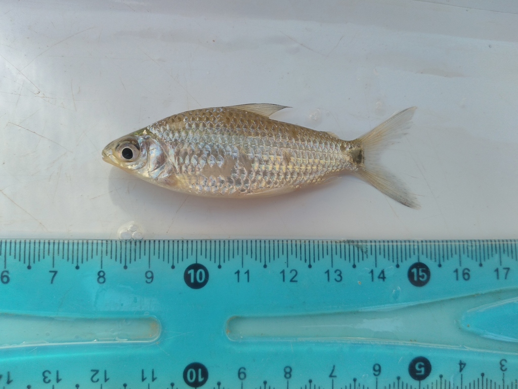 Gills curimata (Cyphocharax gillii) — Curimatidae