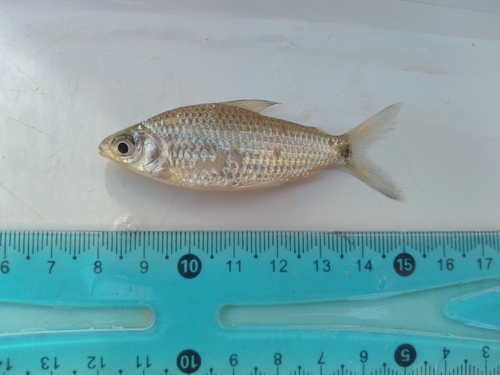 Gill's curimata (Cyphocharax gillii) — Curimatidae