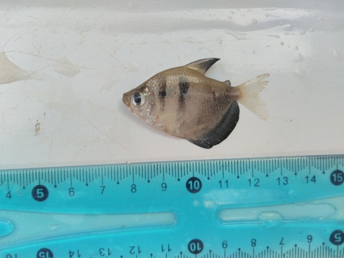 Black tetra (Gymnocorymbus ternetzi) — Characidae
