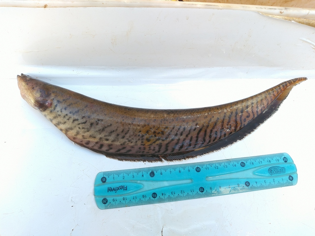 Banded knifefish (Gymnotus carapo) — Gymnotidae