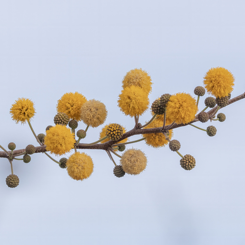 Acacia farnesiana iNat (3)