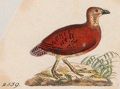 Black Partridge photo 3