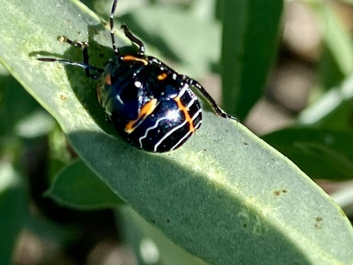 iNaturalist observation photo of Harlequin Bug