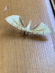 Gandaritis pyraliata