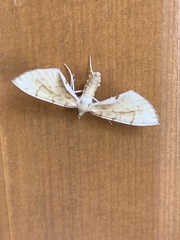 Gandaritis pyraliata