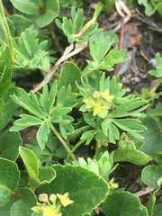 Alchemilla pentaphyllea