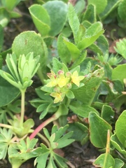 Alchemilla pentaphyllea