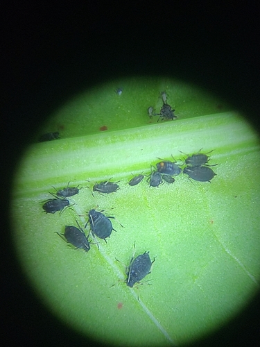 Dock Aphid photo 2