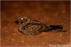Caprimulgus ruficollis