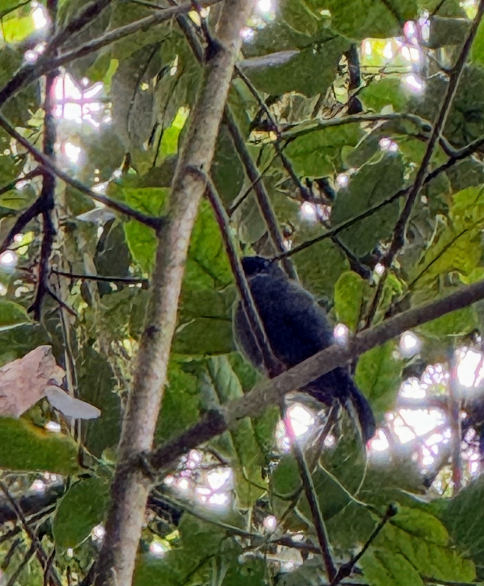 Black-faced Solitaire (Myadestes melanops), photo 8